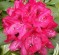 Rhododendron 'Nova Zembla' (30-40cm-K5)
