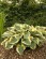 Hosta AUSTIN DICKSON @