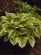 Hosta WIDE BRIM