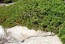 Borovice Banksova ´Prostrata´, K5