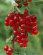 Rybíz červený ROLAN - stromkový
