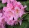 Rhododendron ´SCINTILLATION´ (30-40cm-K5)