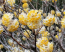 Edgeworthia chrysantha GRANDIFLORA
