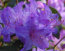 Rhododendron impeditum ´Gletschernacht´