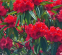 Rhododendron ´RED JACK´ (40-60cm-K5)