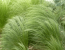 Kavyl - Stipa tenuissima PONY TAILS @