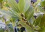 Vavřín - bobkový list (10-20cm-K0,5)