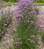 Verbena - sporýš argentinský BONNIE BLUE