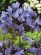 Kalokvět - Agapanthus NORTHERN STAR - mrazuvzdorný