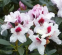 Rhododendron  ´GRAFFITO´ (30-40cm-K5)
