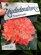 Rhododendron  ´SCYPHOCALIX´ (30-40cm-K5)