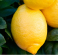 Citroník - C. limon CAPPUCCIO
