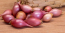 Cibule sazečka - ROSANNA - růžová, 250g