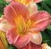 Denivka LONGFIELDS BUTTERFLY @