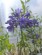 Kalokvět - Agapanthus EVER SAPPHIRE - mrazuvzdorný