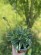 Hosta BLUE CADET @