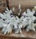 Kalokvět - Agapanthus FIREWORKS® - mrazuvzdorný