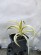 Juka - Yucca gloriosa CITRUS TWIST®