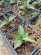 Agave ovatifolia