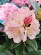 Rhododendron PERCY WISEMAN