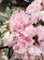 Rhododendron ´POLARIS´