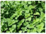 Dobromysl obecná (oregano) MARGERITHA