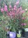 Svíčkovec - Gaura lindheimeri BELLEZA EARLY DARK PINK K2
