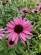 Třapatka PRAIRIE SPLENDOR COMPACT DARK ROSE