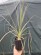 Dasylirion glaucophyllum